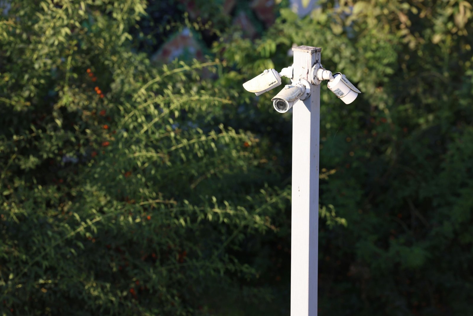 Cluster of surveillance cameras mounted outdoors amidst green foliage for public safety.
